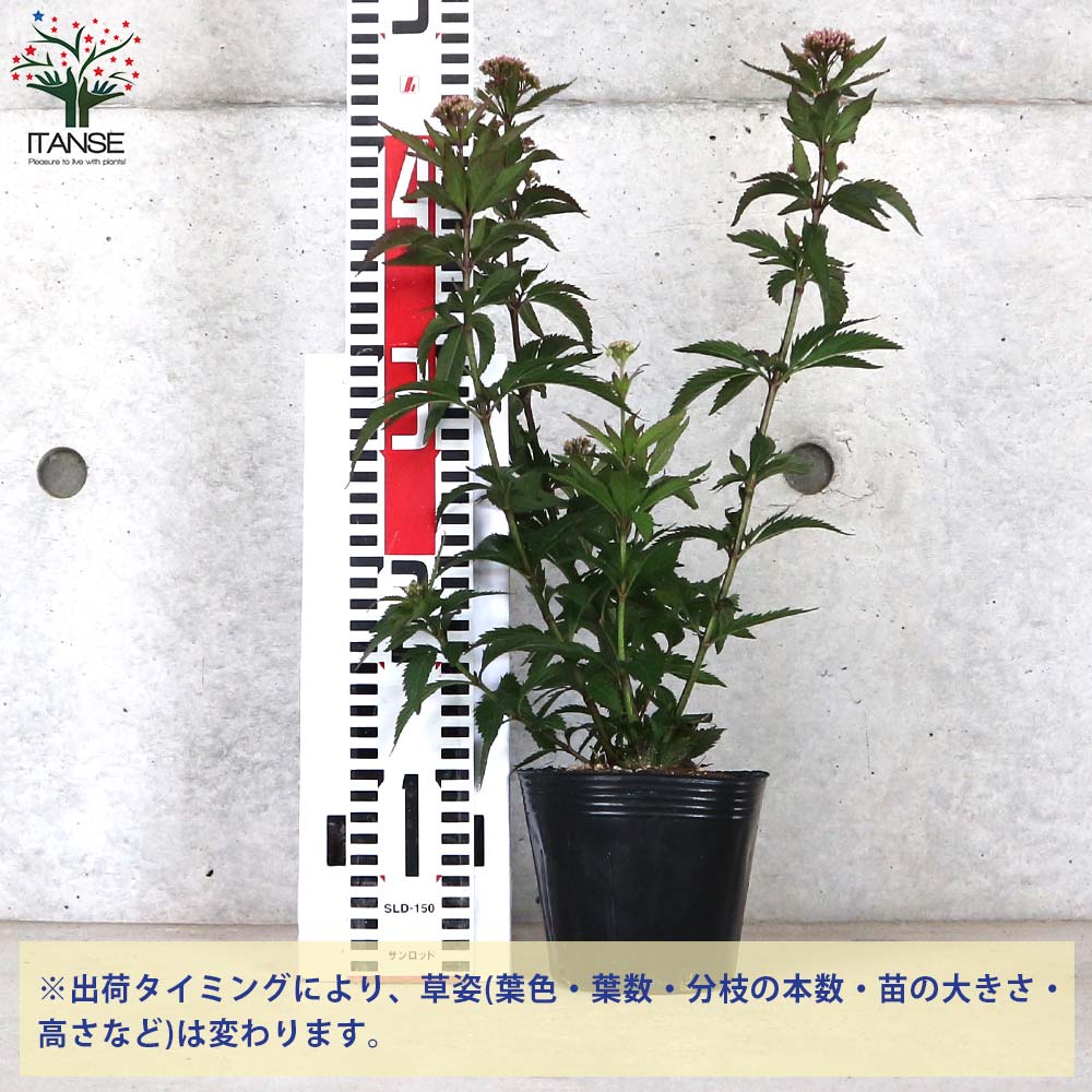 藤袴(フジバカマ) 花色：淡紫色 多年草【花苗 4号ポット／1個売り