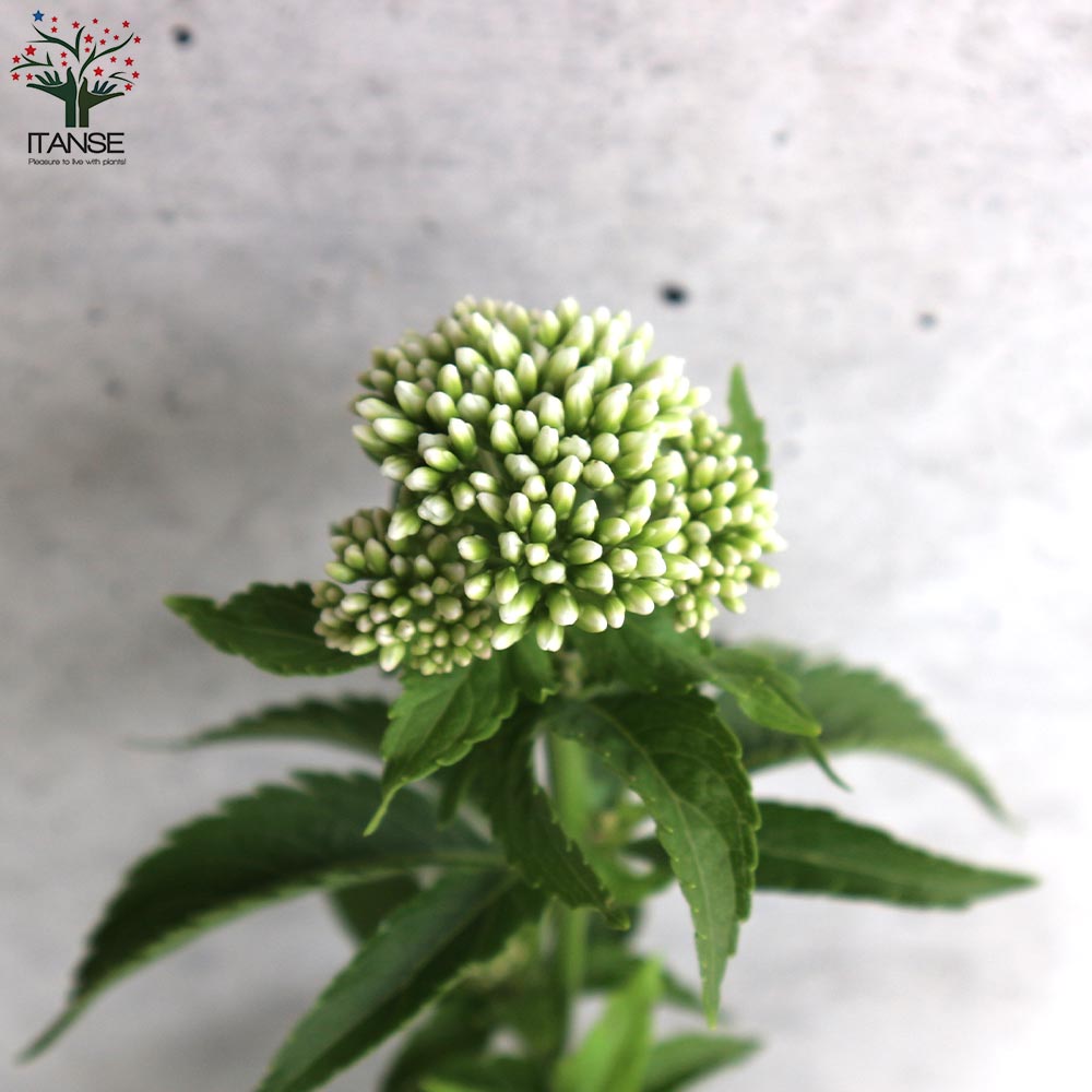 藤袴(フジバカマ) 花色：白色 多年草【花苗 4号ポット／1個売り