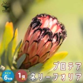 プロテア・ネリーフォリア 花木苗【庭木 6号鉢大苗／1個売り】|植木・花木