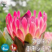 プロテア・エキシミア 花木苗【庭木 6号鉢大苗／1個売り】|植木・花木