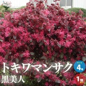 トキワマンサク 黒美人 花木苗【庭木 4号ポット／1個売り】|植木・花木