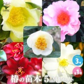 椿(つばき)の苗木 5品種各1個(合計5個)セット：ドンケ、頂生金花茶、ナイトライダー、菊花茶、弥生の月【庭木 3号ポット／お買い得5個セット】|植木・花木
