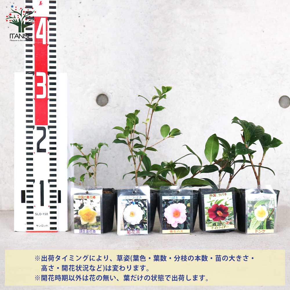 椿(つばき)の苗木 5品種各1個(合計5個)セット：ドンケ、頂生金花茶