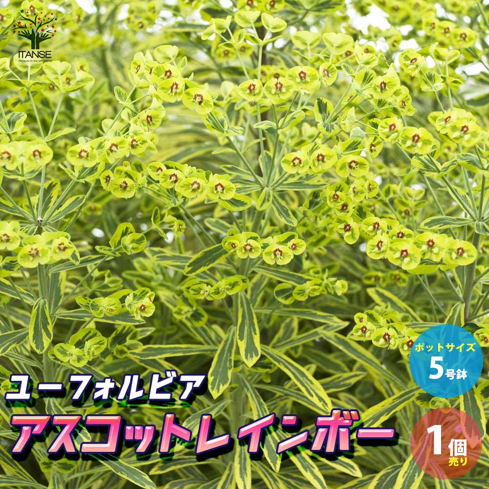 ユーフォルビア アスコットレインボー 多年草【花苗 5号ポット／1個売り】