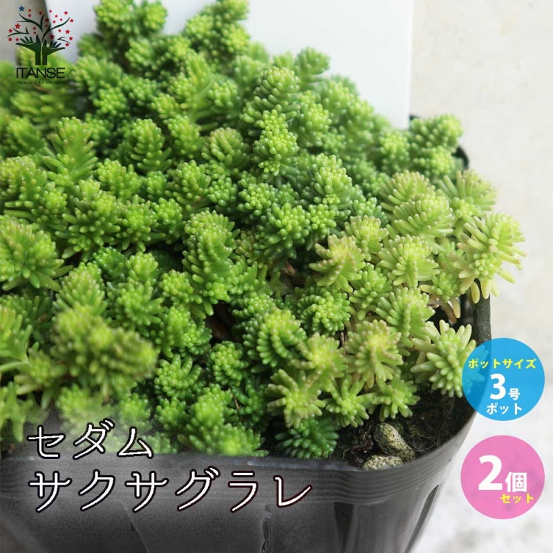 パキポディウム エニグマチカム 【多肉植物 2号鉢】｜ 【植物の