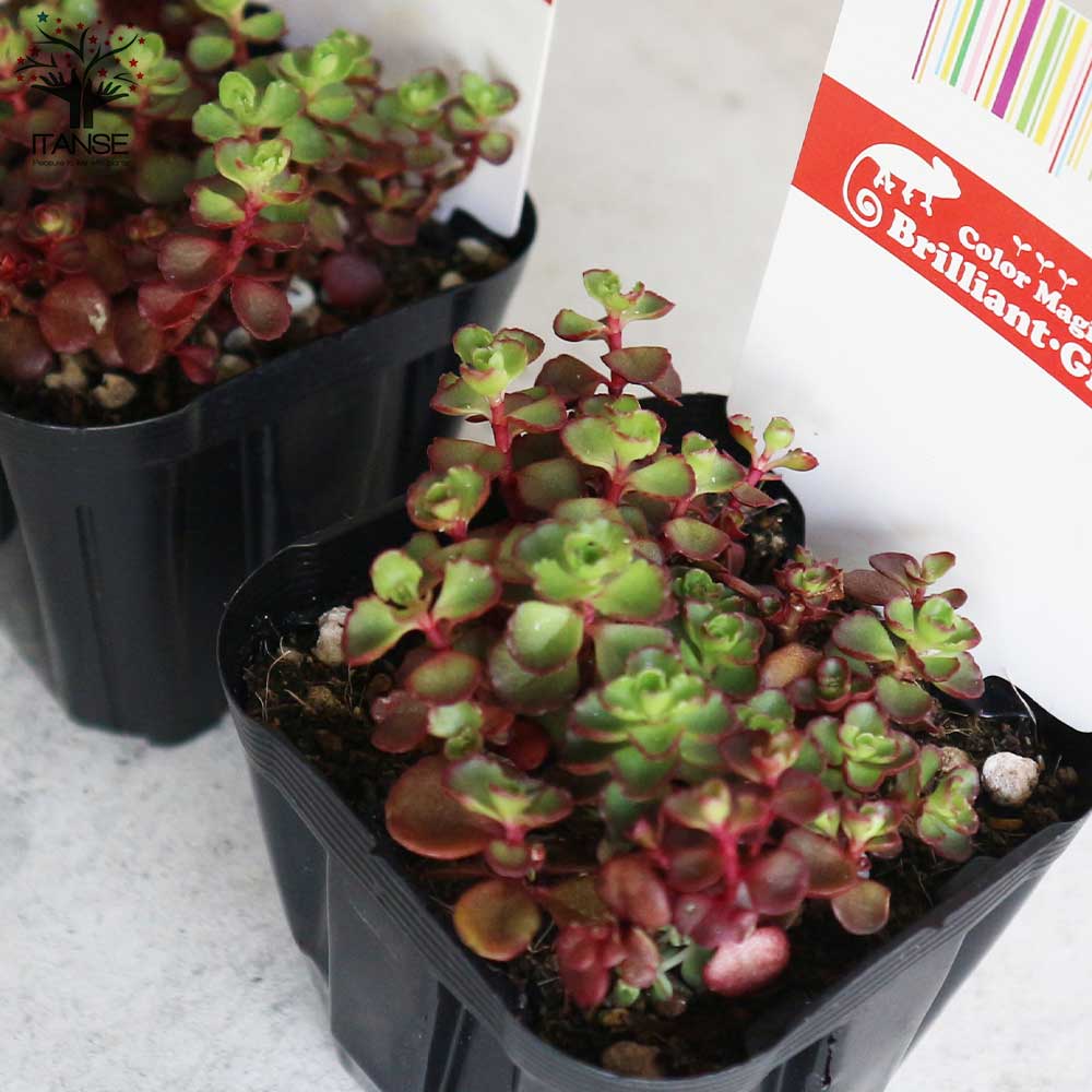 セダム・スプリウムブードゥ グランドカバー苗【多肉植物 3号ポット