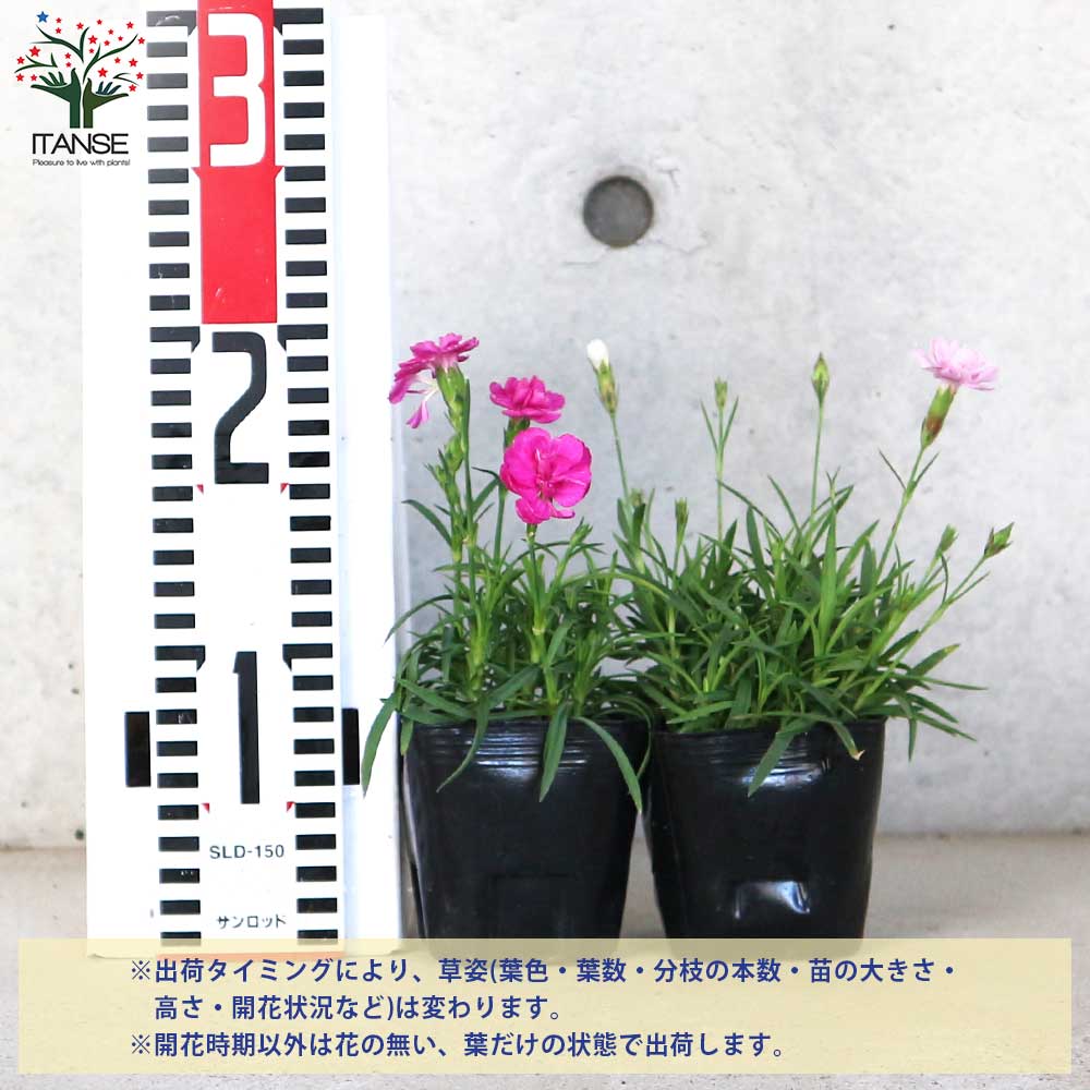 薔薇咲き四季咲き芳香性なでしこ 2品種各2個合計4個セット 内容