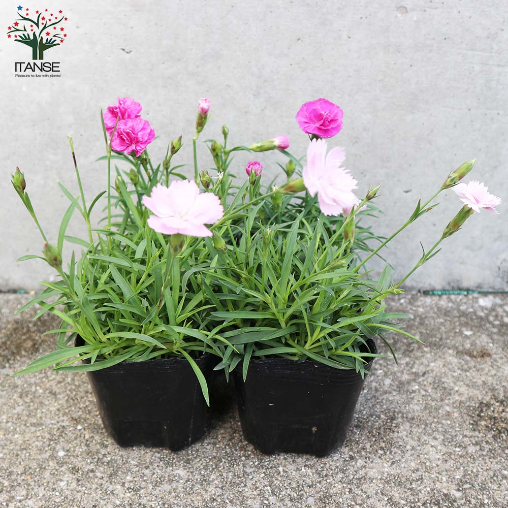 薔薇咲き四季咲き芳香性なでしこ 2品種各2個合計4個セット 内容