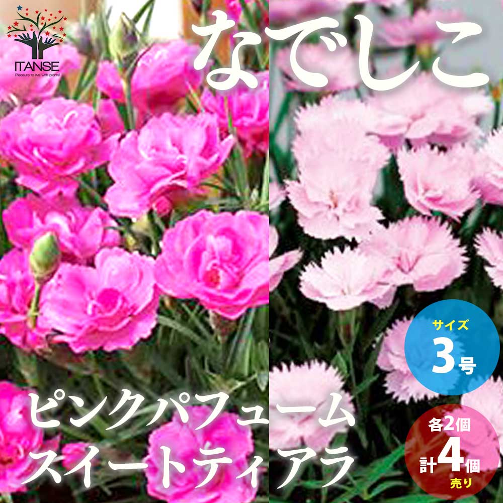 薔薇咲き四季咲き芳香性なでしこ 2品種各2個合計4個セット 内容：スイートティアラ、ピンクパフューム【花苗 3号ポット／お買い得4個セット】