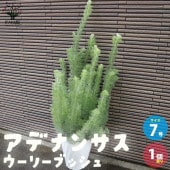 アデナンサス・ウーリーブッシュ【庭木 7号ポット／1個売り】|植木・花木