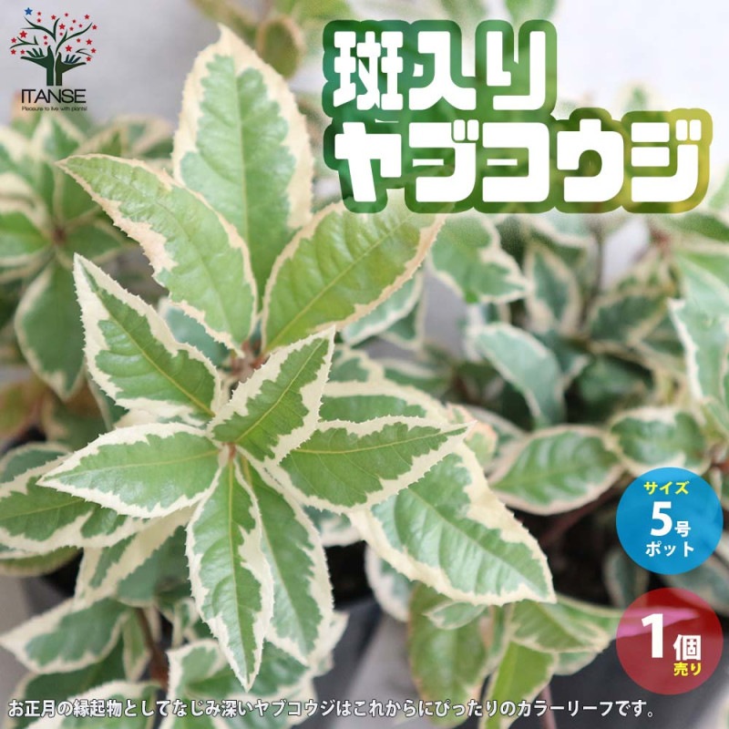ヤブコウジ｜【植物のITANSE】全品送料無料・即出荷!