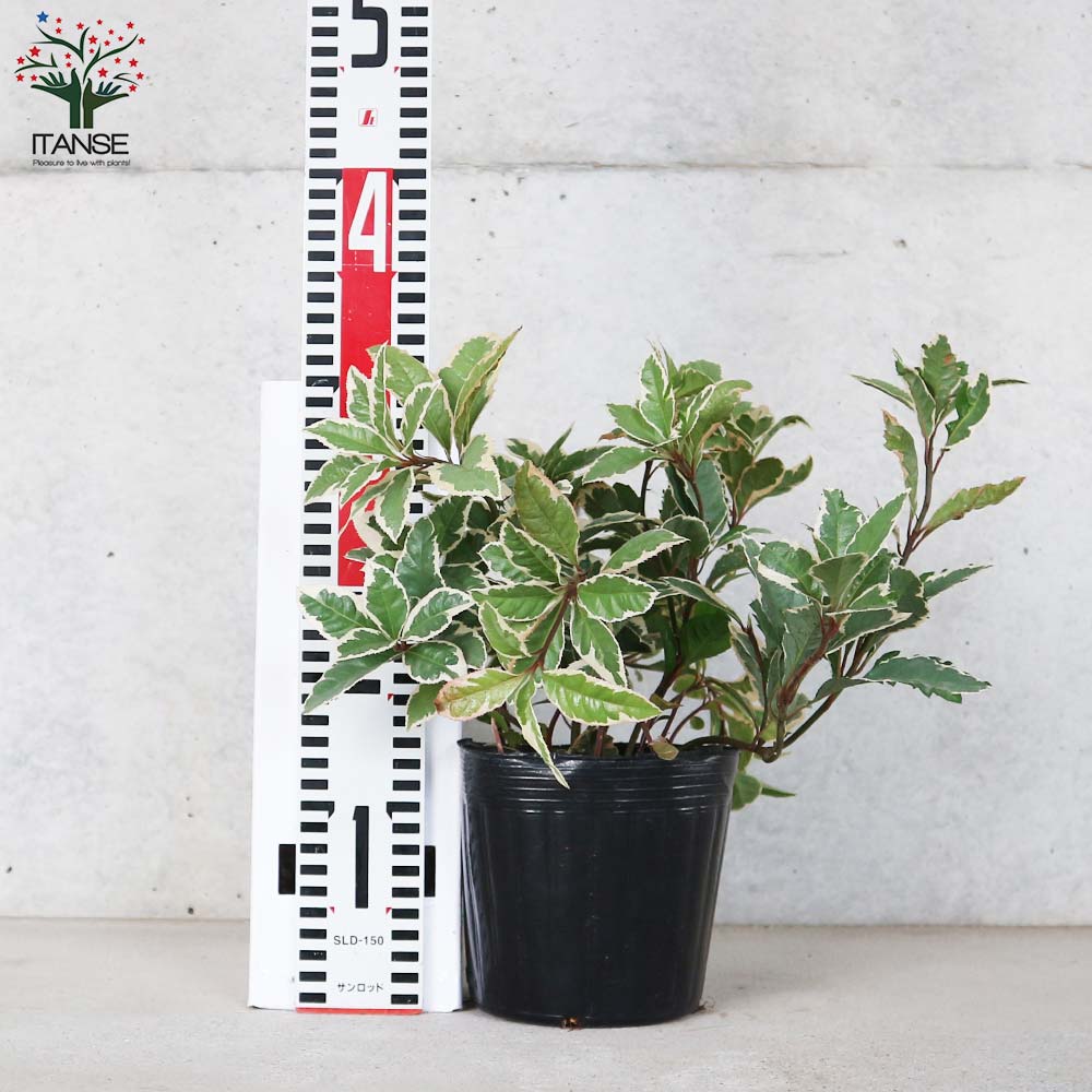 斑入りヤブコウジ【庭木 5号ポット／1個売り】｜ 【植物のITANSE