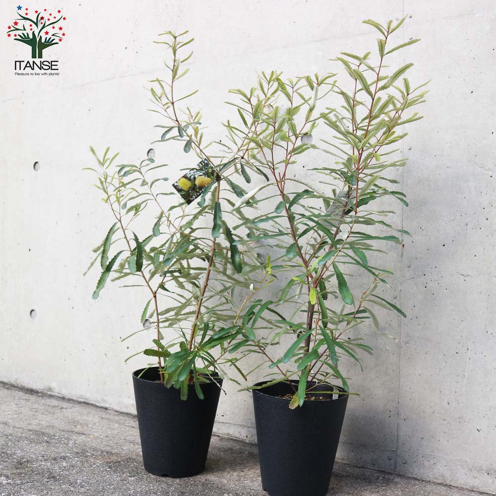 バンクシア オブロンギフォリア 花木苗【庭木 6号ポット／1個