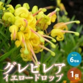 グレビレア・イエロードロップ 花木苗【庭木 6号ポット／1個売り】|植木・花木
