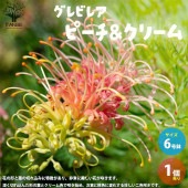 グレビレア・ピーチ＆クリーム 花木苗【庭木 6号ポット／1個売り】|植木・花木