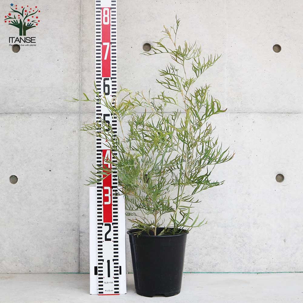 グレビレア バイレアナ&ピーチアンドクリーム 6号鉢2本セット グレビレア・ピーチ＆クリーム 花木苗【庭木 6号ポット／1個売り