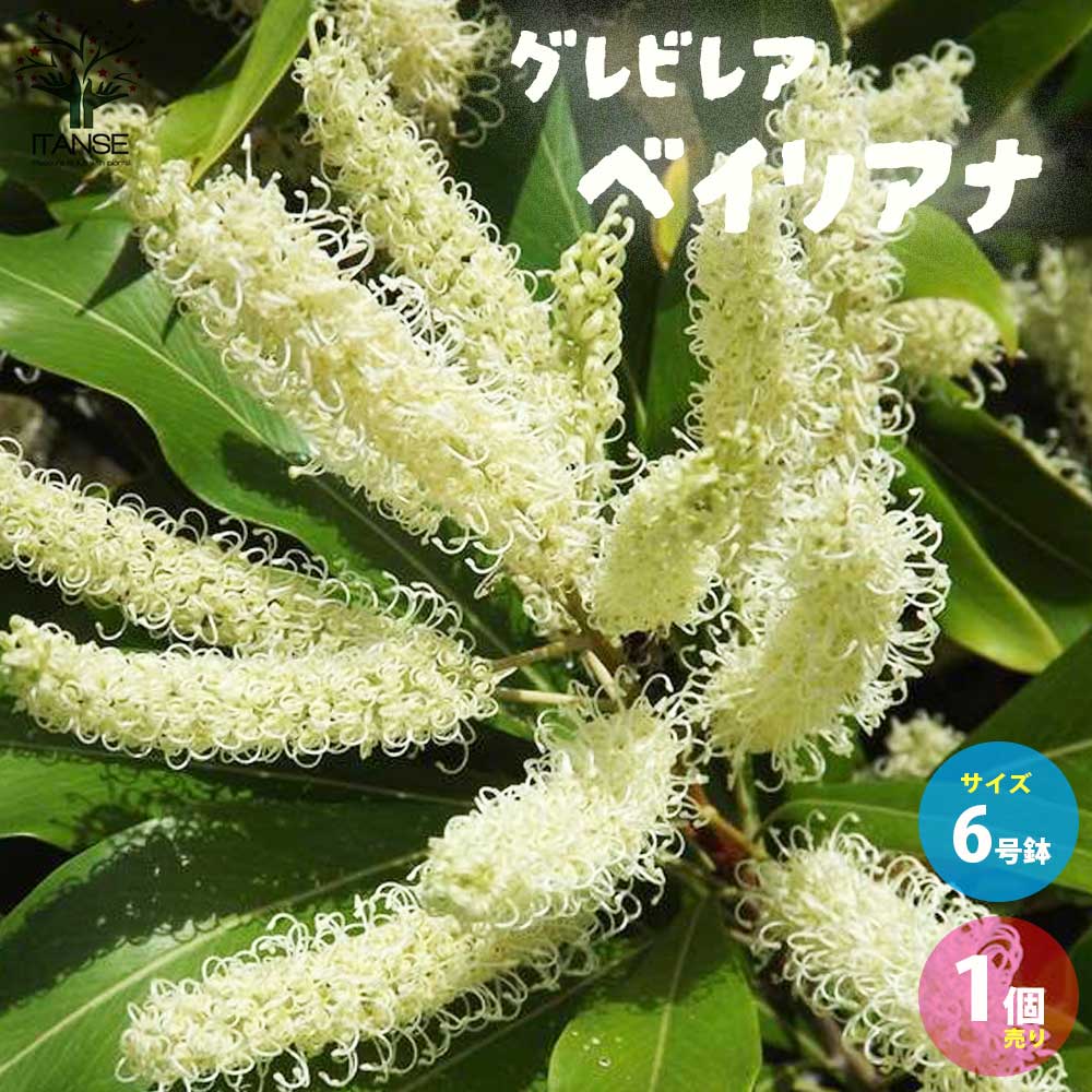 グレビレア・ベイリアナ 花木苗【庭木 6号ポット／1個売り】