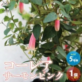 コーレア・サーモンピンク 花木苗【庭木 5号ポット／1個売り】|植木・花木