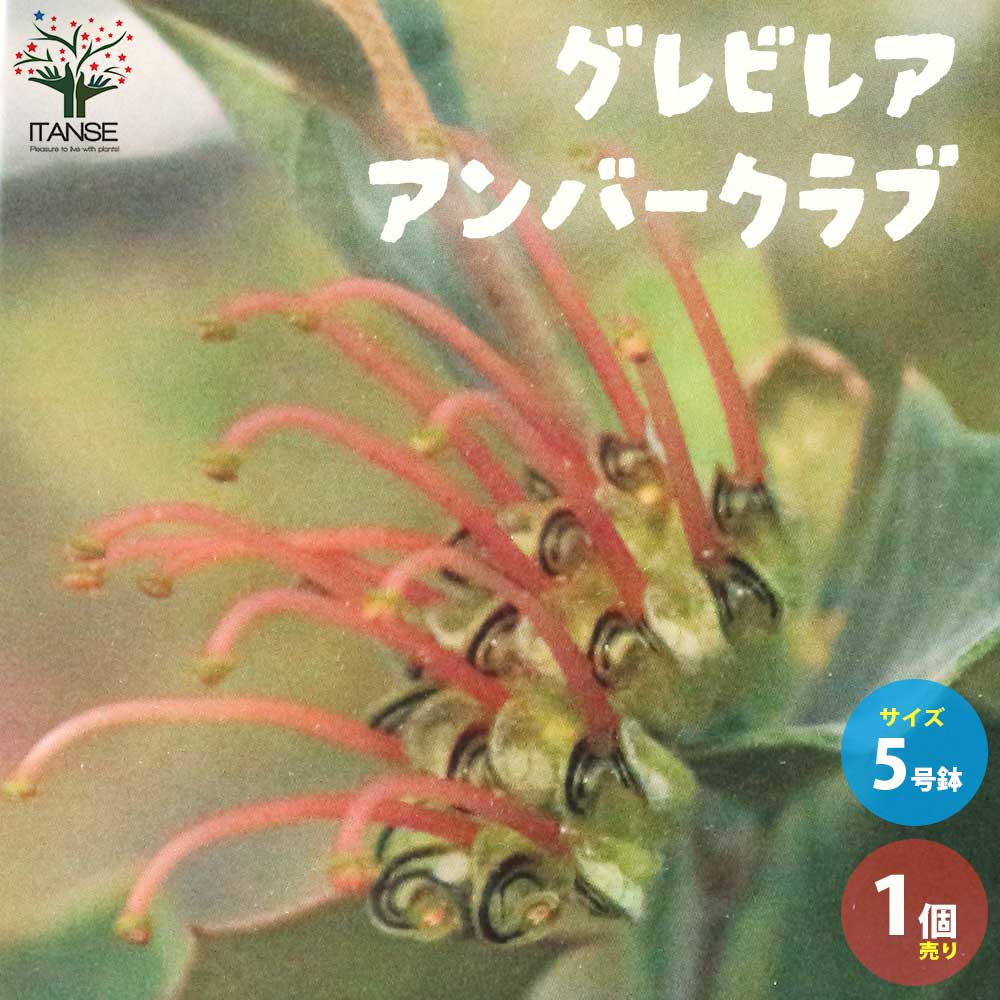 グレビレア・アンバークラブ 花木苗【庭木 5号ポット／1個売り】