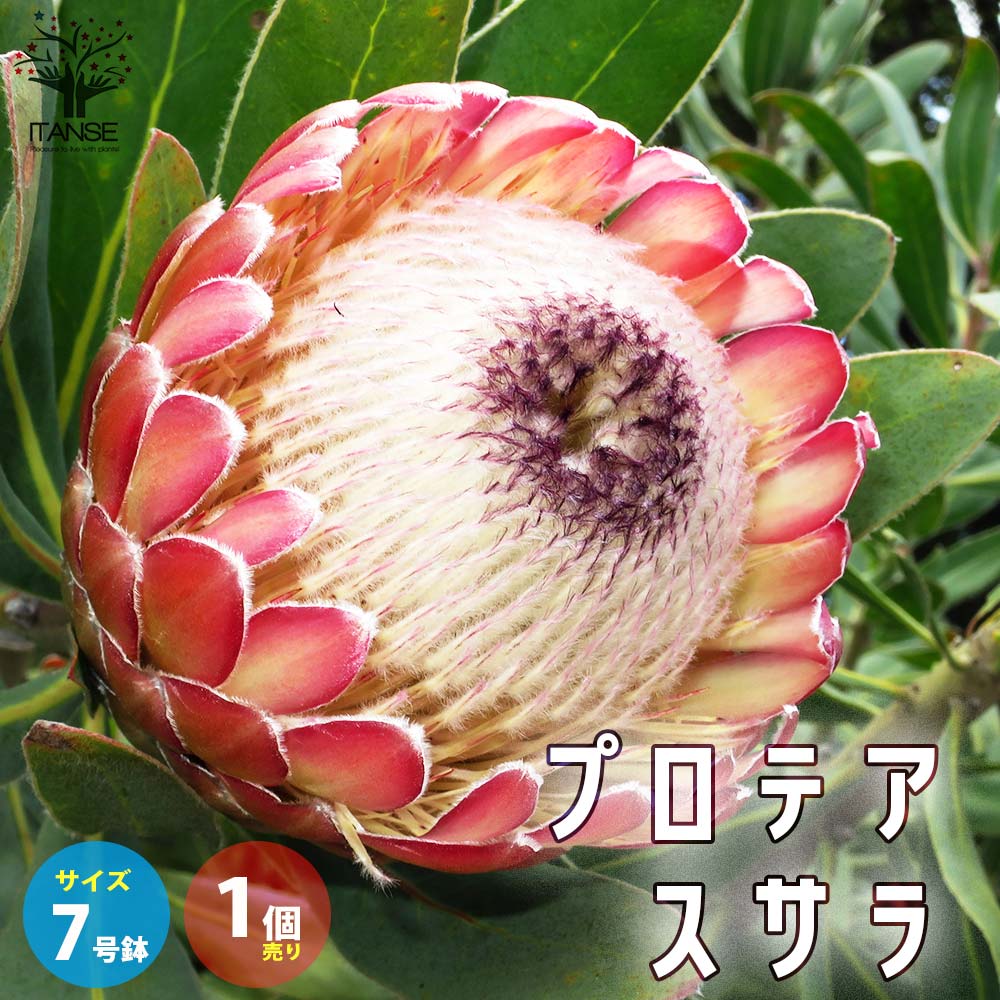 プロテア　②スサラ　スザーラ　オージープランツ　観葉植物