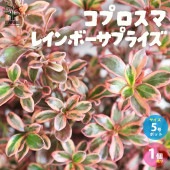 コプロスマ・レインボーサプライズ カラーリーフ【庭木 5号ポット／1個売り】|植木・花木