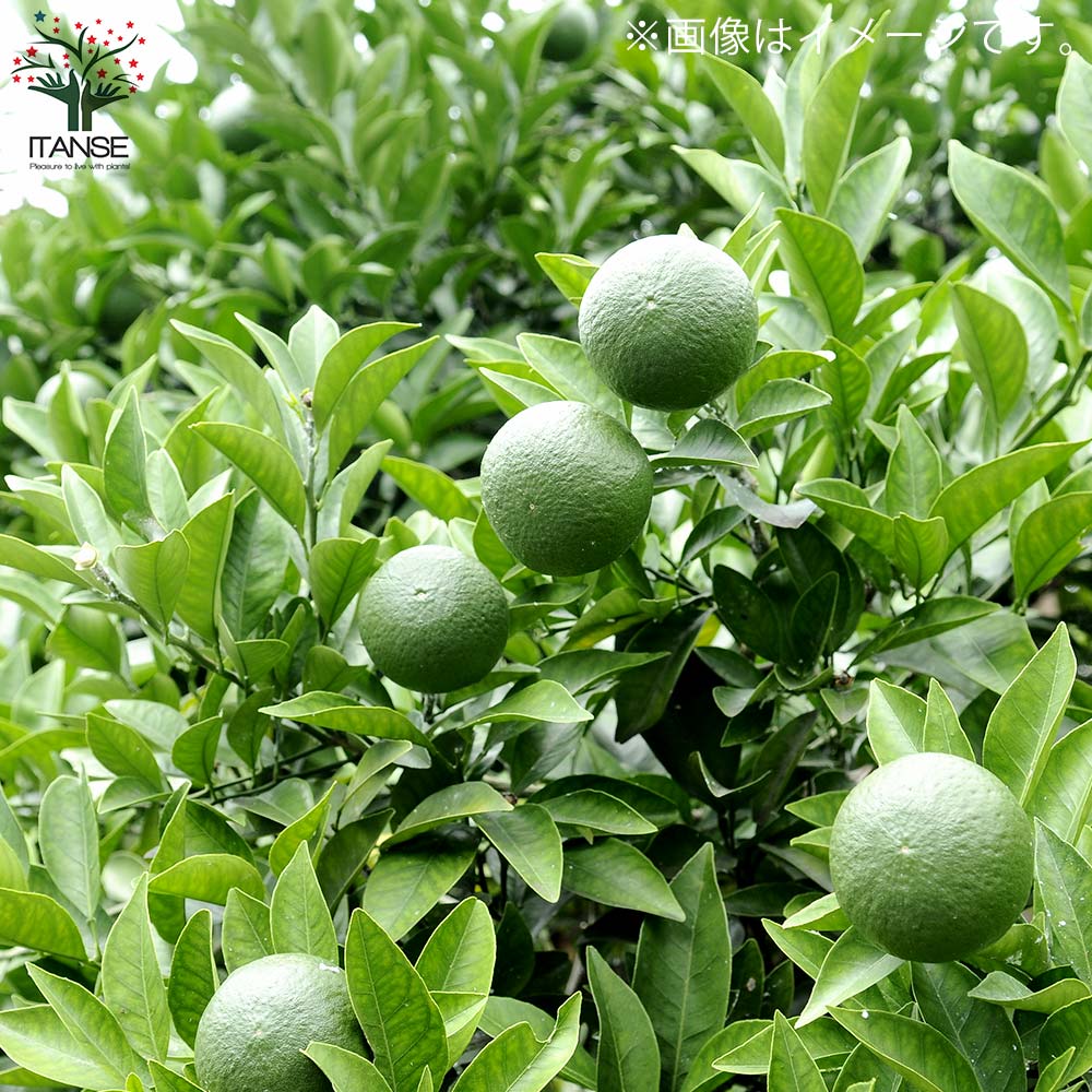 酢橘(すだち)接木苗木