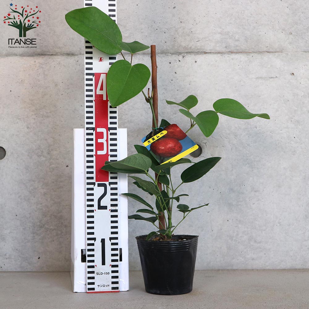 ムベの苗【果樹の苗木 4～5号ポット／1個売り】｜ 【植物の