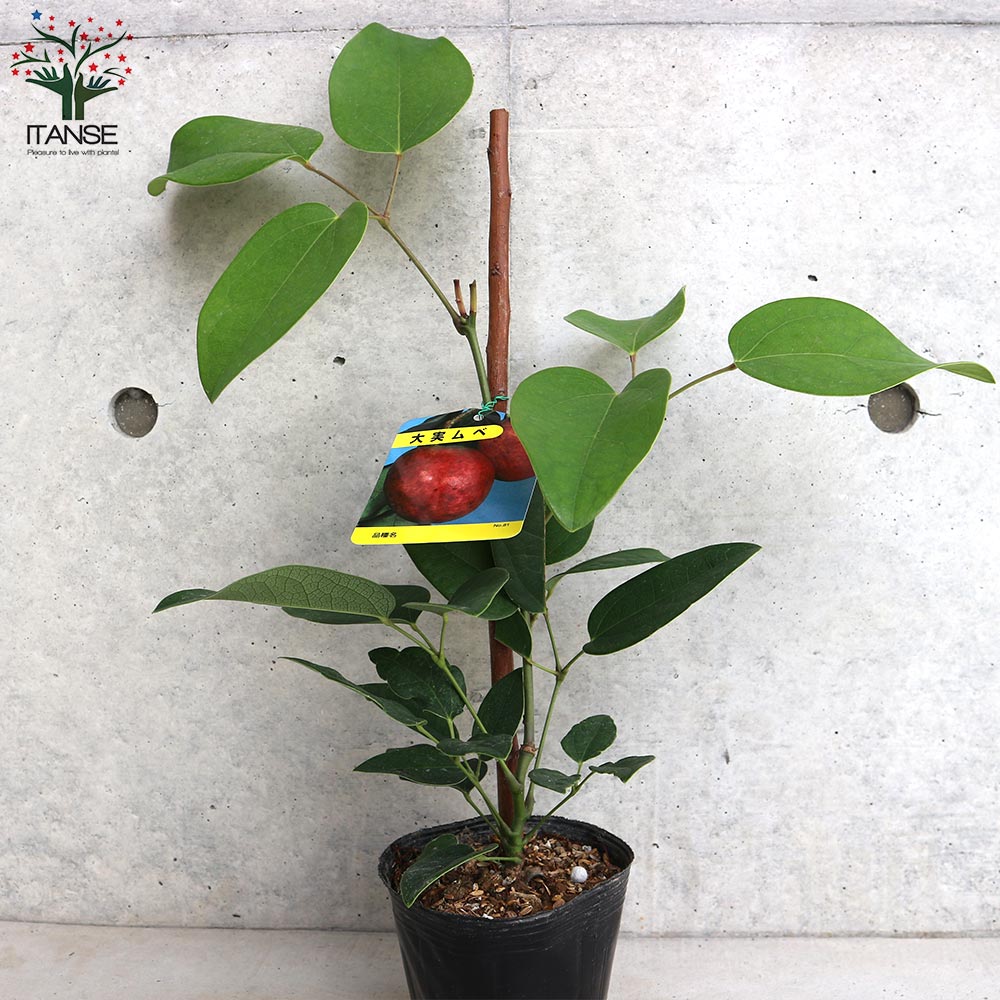 ムベの苗【果樹の苗木 4～5号ポット／1個売り】｜ 【植物の