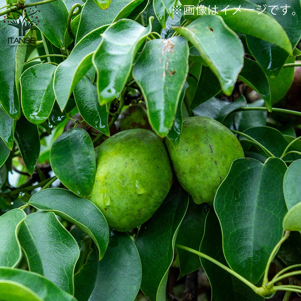 ムベの苗【果樹の苗木 4～5号ポット／1個売り】｜ 【植物の