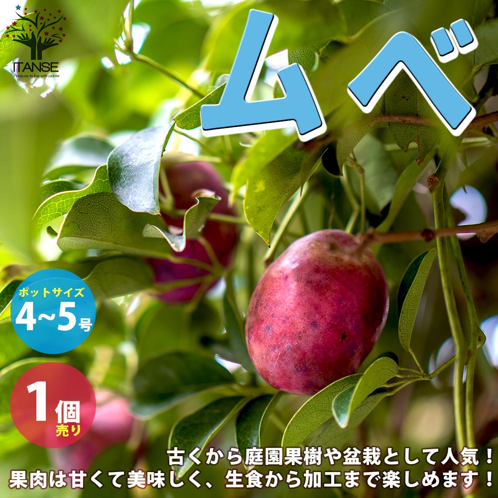 ムベの苗【果樹の苗木 4～5号ポット／1個売り】｜ 【植物の