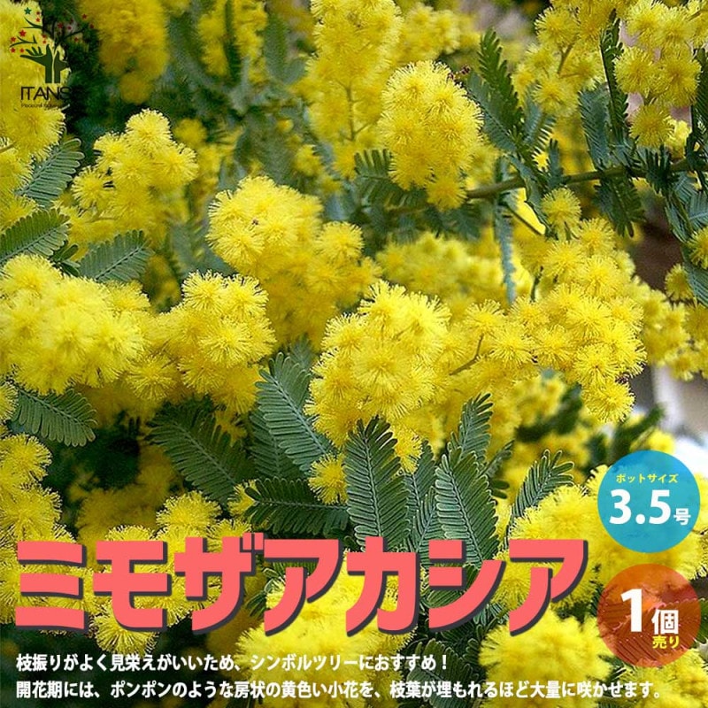 ミモザアカシア (ギンヨウアカシア)【庭木 3.5号ポット苗