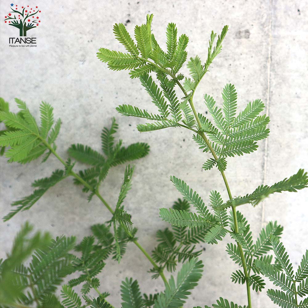 ミモザアカシア / 648 楽天市場】【花芽付き/現品発送】ミモザアカシア