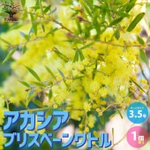 アカシア・ブリスベーンワトル【庭木 3.5号ポット／1個売り】|植木・花木