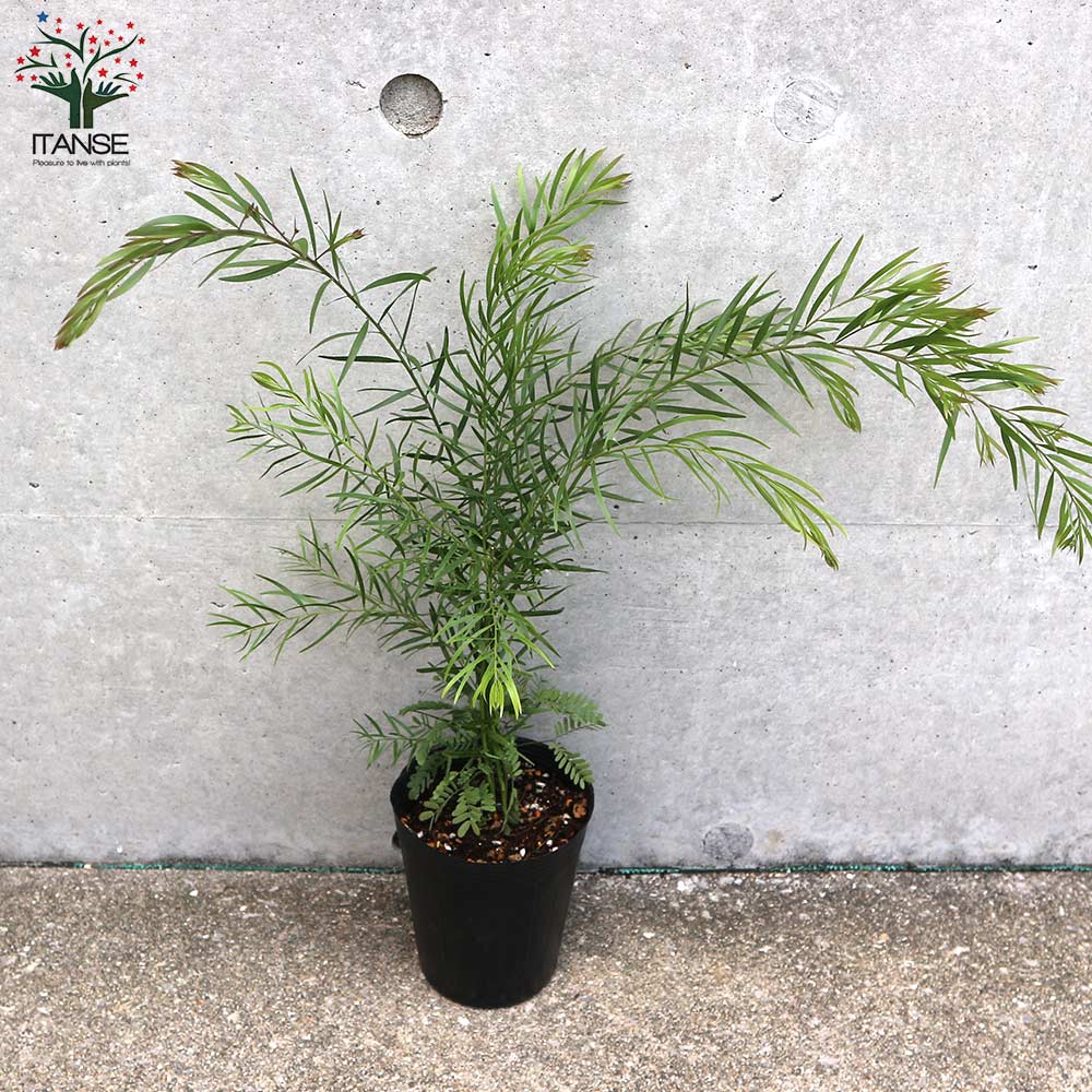 アカシア・ブリスベーンワトル【庭木 3.5号ポット／1個売り】｜ 【植物