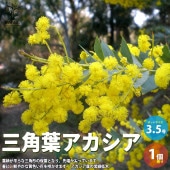 アカシア・三角葉アカシア【庭木 3.5号ポット／1個売り】|植木・花木