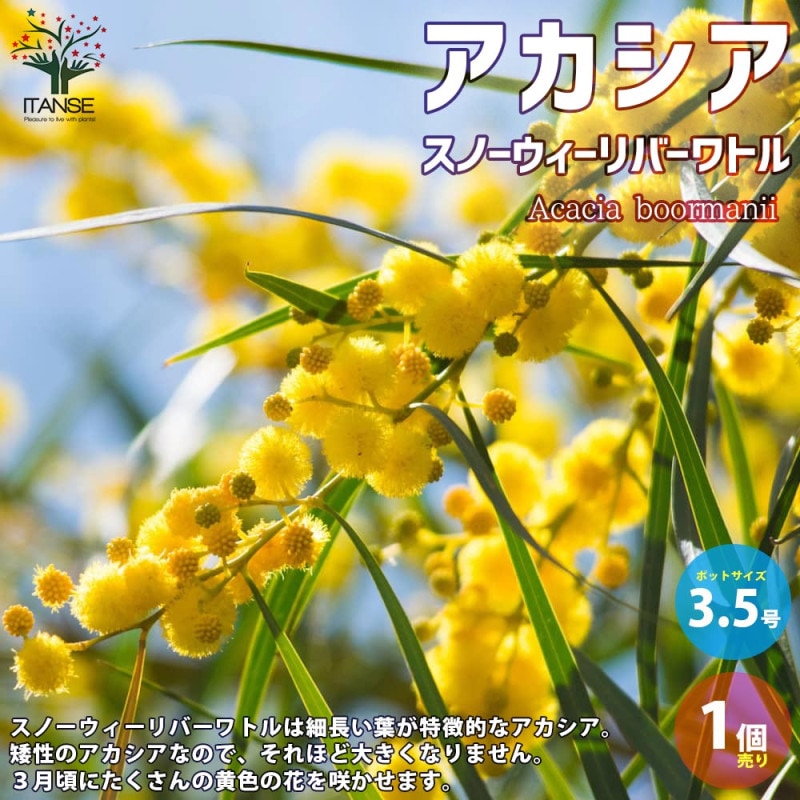 アカシア・スノーウィーリバーワトル【庭木 5号鉢苗／1個売り