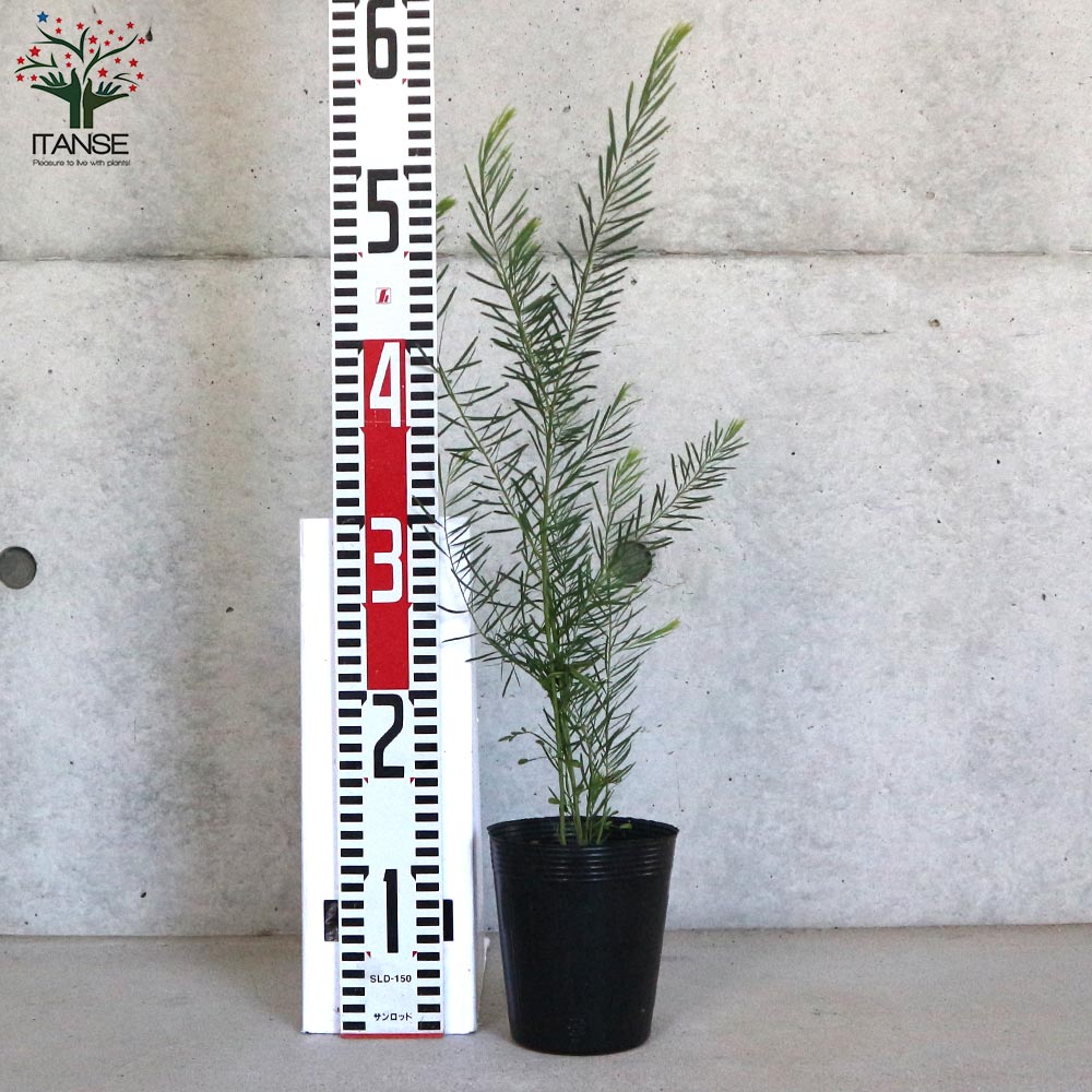 ITANSE良品ｾﾚｸﾄ通販