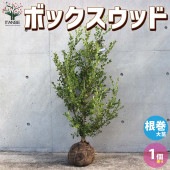 ボックスウッド 庭植え用【庭木 根巻大苗／1個売り】|植木・花木