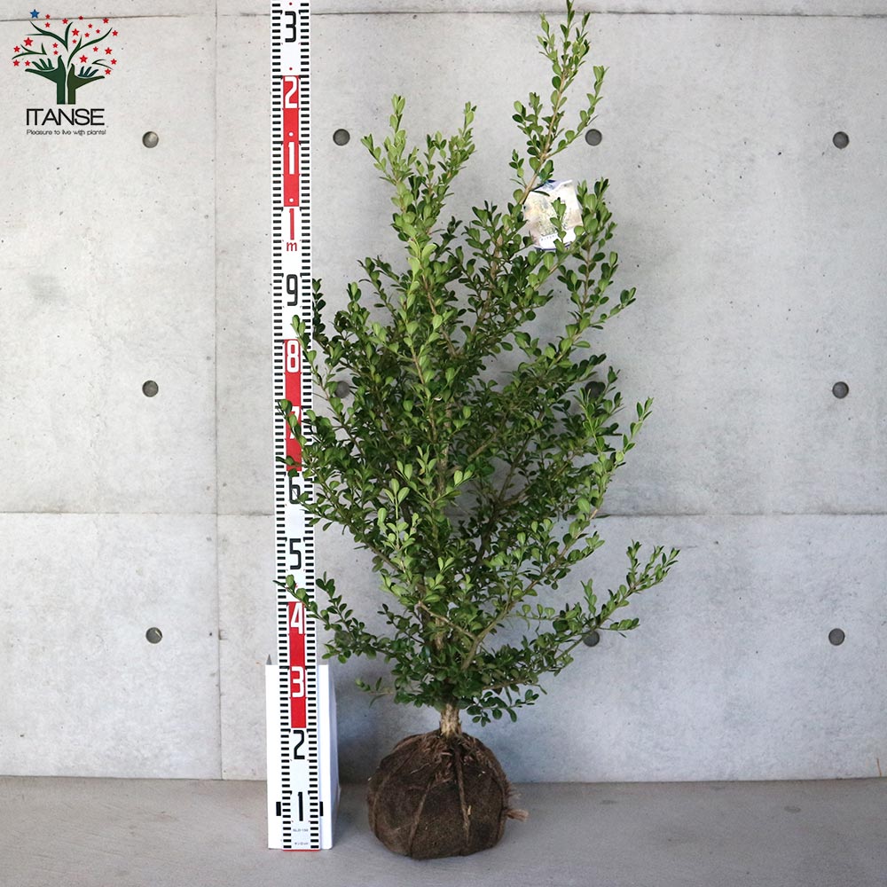 ボックスウッド 庭植え用【庭木 根巻大苗／1個売り】｜ 【植物の