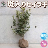 斑入ヒイラギ 庭植え用【庭木 根巻苗／1個売り】|植木・花木