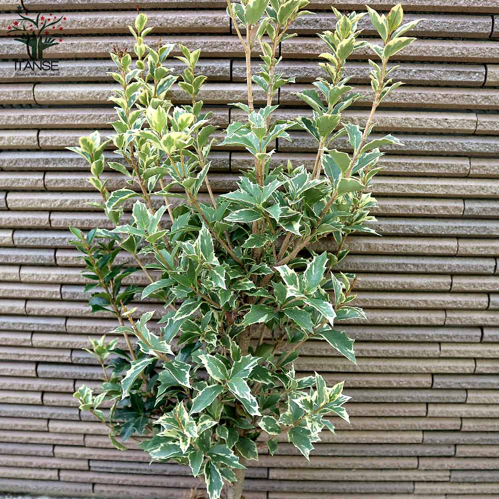 斑入ヒイラギ 庭植え用【庭木 根巻苗／1個売り】｜ 【植物の