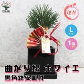 曲がり松・ホワイエ／「迎春」の飾り付き【正月飾り 黒角鉢 受け皿付き／1個売り】|植木・花木