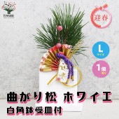 曲がり松・ホワイエ／「迎春」の飾り付き【正月飾り 白角鉢 受け皿付き／1個売り】|植木・花木
