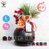 曲がり松・輝き／「迎春」の飾り付き 【正月飾り Lサイズ黒鉢／1個売り】|植木・花木