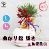 曲がり松・輝き／「迎春」の飾り付き【正月飾り Lサイズ白鉢／1個売り】|植木・花木