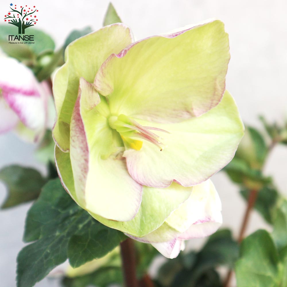 クリスマスローズ グレンダグロス 【花苗 5号ポット／1個売り