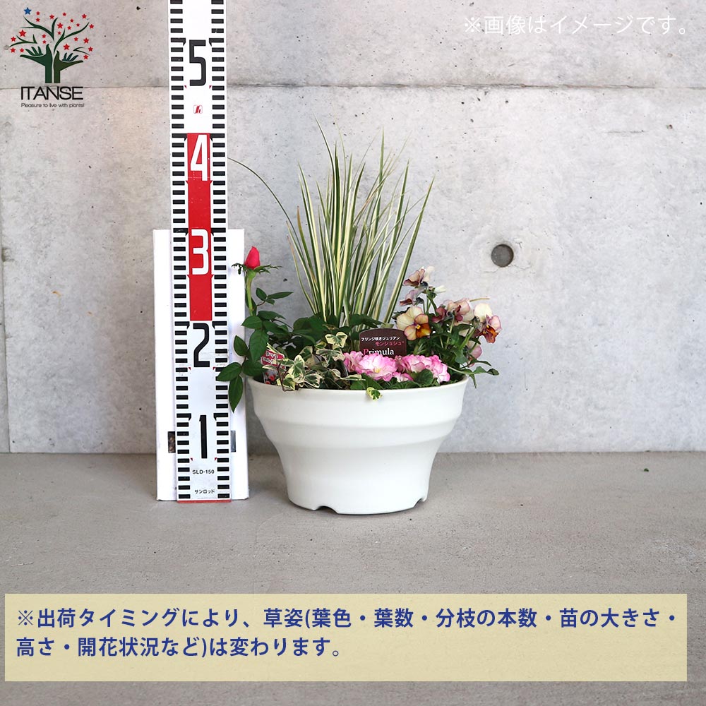 ミニ薔薇＆季節の花苗＆カラーリーフ葉物類 苗投込み寄植え風 Aセット