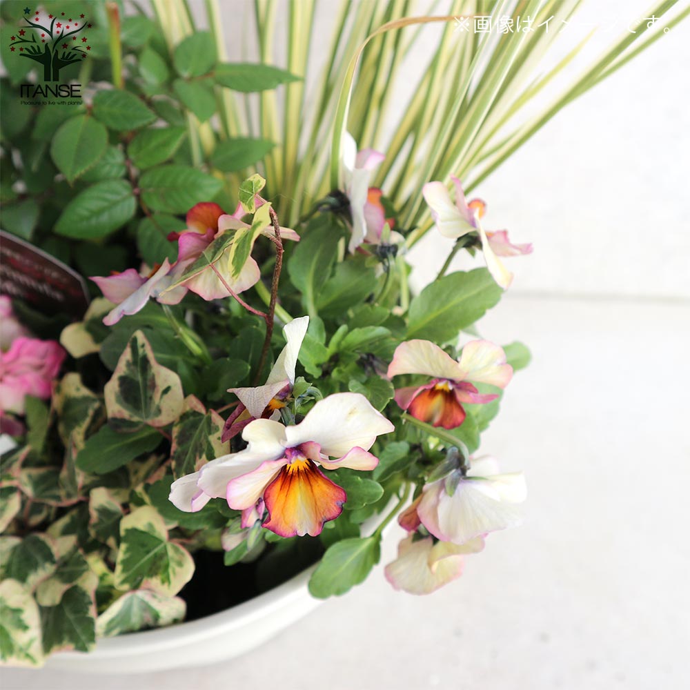 ミニ薔薇＆季節の花苗＆カラーリーフ葉物類 苗投込み寄植え風 Aセット