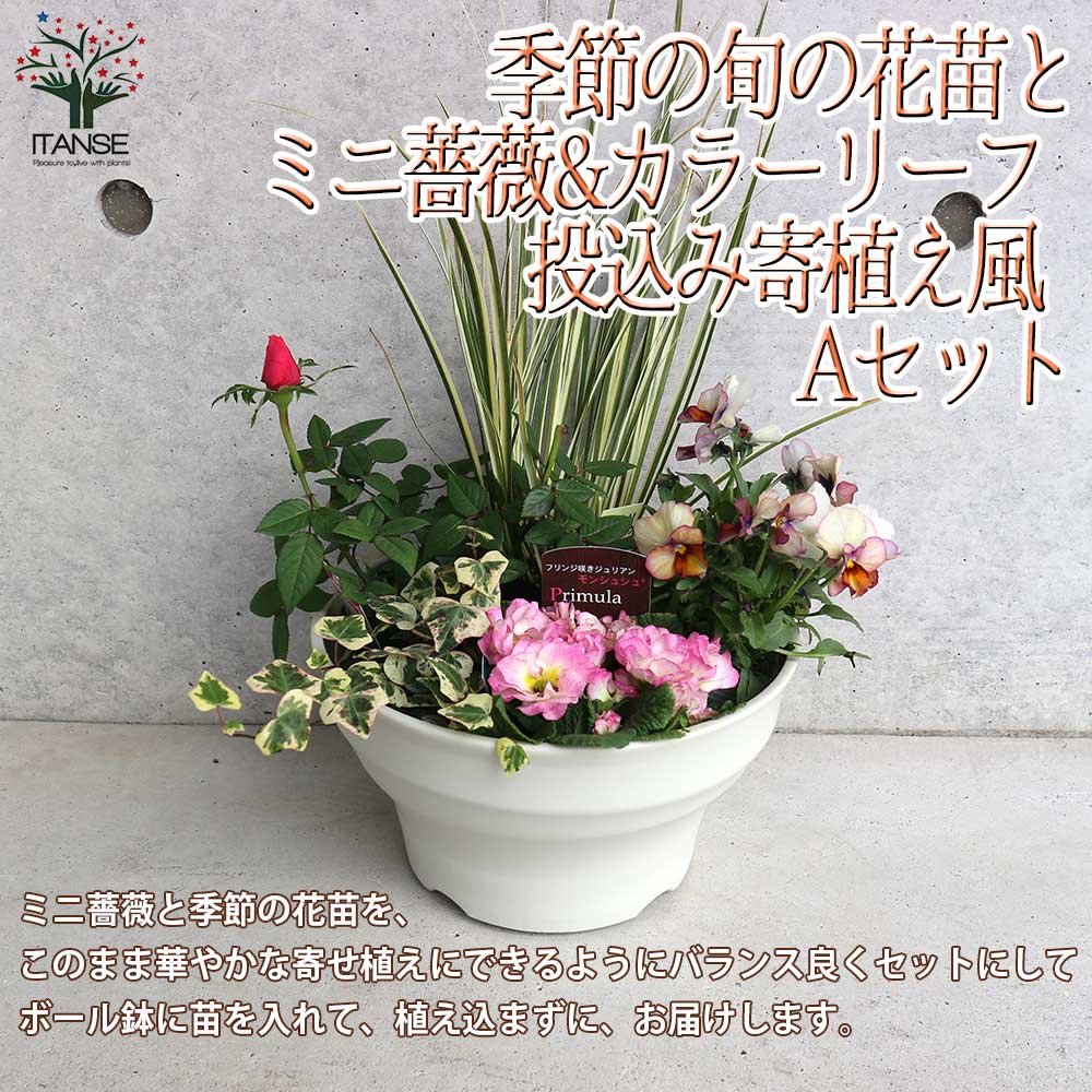 ミニ薔薇＆季節の花苗＆カラーリーフ葉物類 苗投込み寄植え風 Aセット