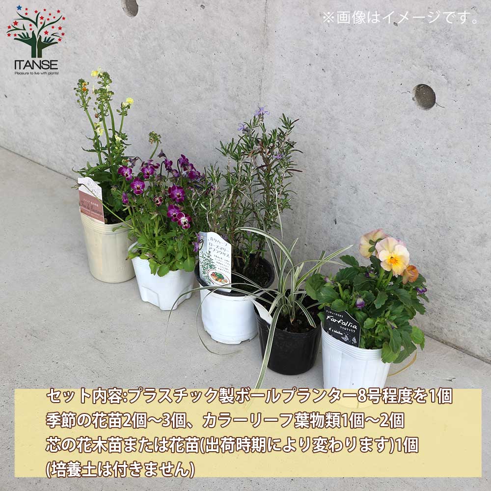 季節の花苗＆リーフプランツ葉物類 苗投込み寄植え風 Bセット【花苗 8